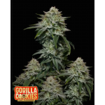 Gorilla Cookies FF 3. Fast Flowering