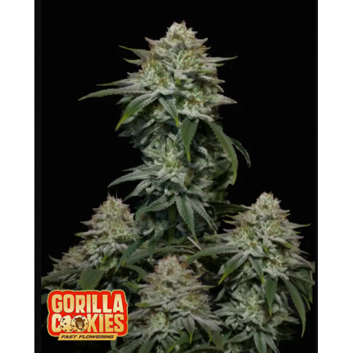 Gorilla Cookies FF 3. Fast Flowering