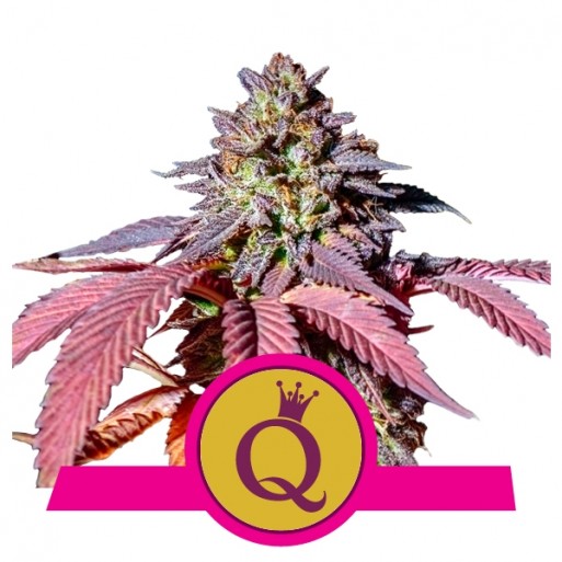 Purple Queen 5.F SOUVENIR